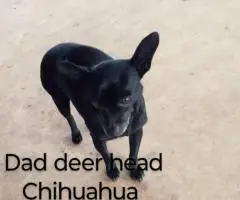 Beautiful tan-colored deer-head Chihuahua puppies