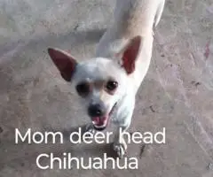 Beautiful tan-colored deer-head Chihuahua puppies