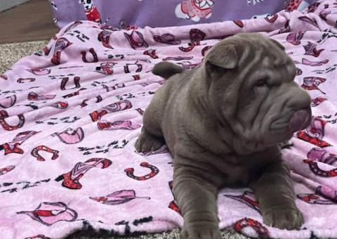 9 weeks old Shar Pei puppies for Sale