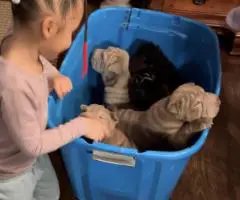 9 weeks old Shar Pei puppies for Sale