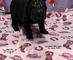 9 weeks old Shar Pei puppies for Sale