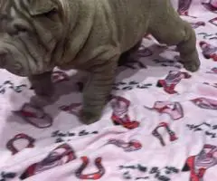 9 weeks old Shar Pei puppies for Sale