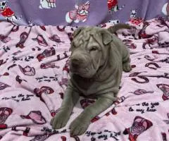 9 weeks old Shar Pei puppies for Sale