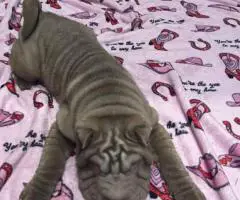 9 weeks old Shar Pei puppies for Sale