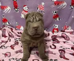 9 weeks old Shar Pei puppies for Sale