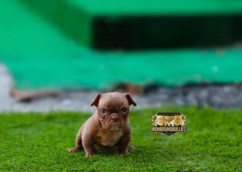 3 American Micro Bully Puppies for Sale