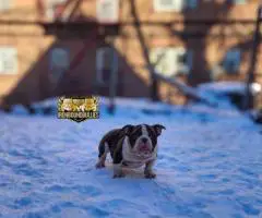 3 American Micro Bully Puppies for Sale
