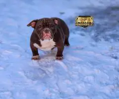 3 American Micro Bully Puppies for Sale
