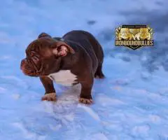 3 American Micro Bully Puppies for Sale