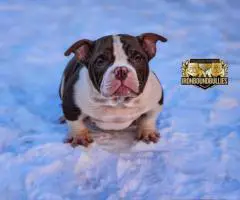 3 American Micro Bully Puppies for Sale