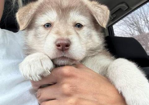 2 German Shepherd puppies for sale