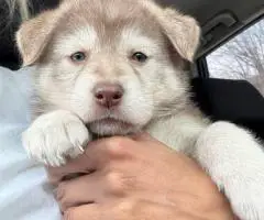 2 German Shepherd puppies for sale