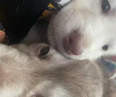 2 German Shepherd puppies for sale
