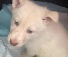 2 German Shepherd puppies for sale