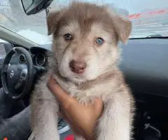 2 German Shepherd puppies for sale