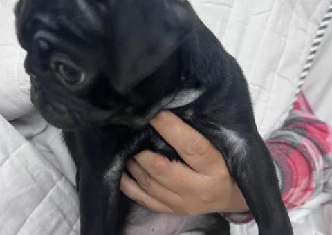 10 weeks old Pug puppies for sale