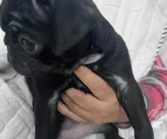10 weeks old Pug puppies for sale