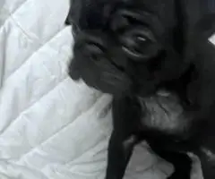 10 weeks old Pug puppies for sale