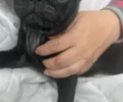 10 weeks old Pug puppies for sale