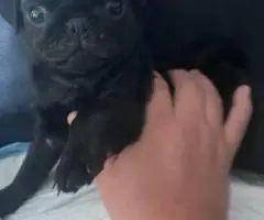 10 weeks old Pug puppies for sale