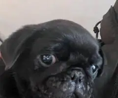10 weeks old Pug puppies for sale