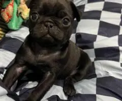 10 weeks old Pug puppies for sale