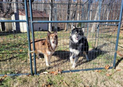 3 Wooly Agouti Husky puppies need a home