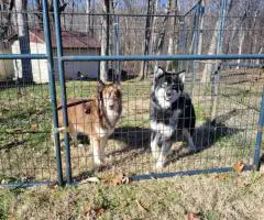 3 Wooly Agouti Husky puppies need a home