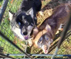 3 Wooly Agouti Husky puppies need a home