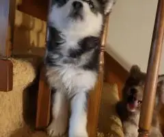 3 Wooly Agouti Husky puppies need a home
