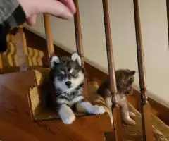 3 Wooly Agouti Husky puppies need a home