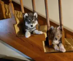 3 Wooly Agouti Husky puppies need a home