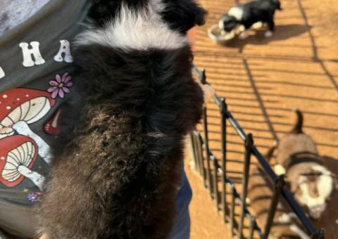 Full-blooded Mini Aussie puppies