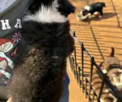 Full-blooded Mini Aussie puppies