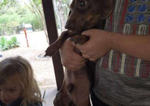 Black rust and red Dachshund puppies for sale