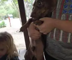 Black rust and red Dachshund puppies for sale