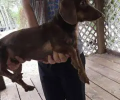 Black rust and red Dachshund puppies for sale