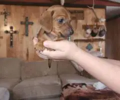 Black rust and red Dachshund puppies for sale