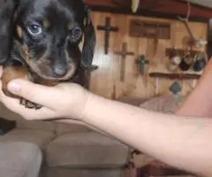 Black rust and red Dachshund puppies for sale
