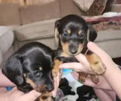 Black rust and red Dachshund puppies for sale