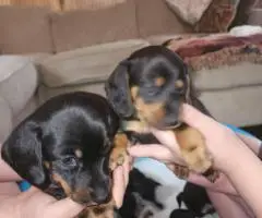 Black rust and red Dachshund puppies for sale