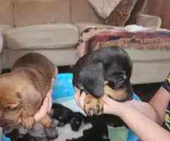 Black rust and red Dachshund puppies for sale
