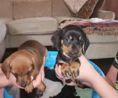 Black rust and red Dachshund puppies for sale
