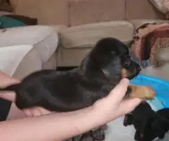 Black rust and red Dachshund puppies for sale