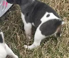 Blue eyed Jack Rat Terrier puppies for sale