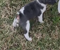 Blue eyed Jack Rat Terrier puppies for sale