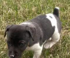 Blue eyed Jack Rat Terrier puppies for sale
