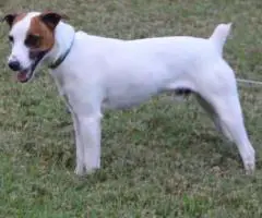 Blue eyed Jack Rat Terrier puppies for sale