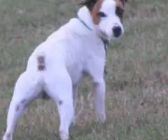 Blue eyed Jack Rat Terrier puppies for sale