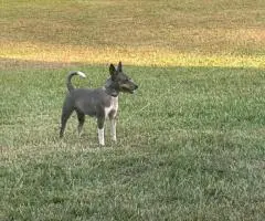 Blue eyed Jack Rat Terrier puppies for sale